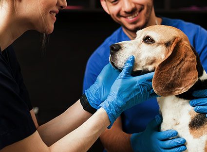 beagle-dog-is-examinin-professional-veterinarian