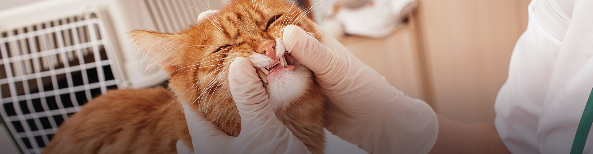 doctor examining sick cat