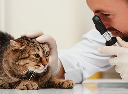 vet-examining-sick-cat