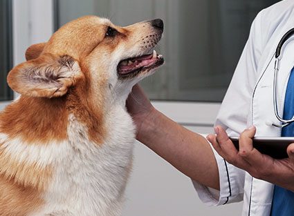 vet-taking-care-courgi-dog