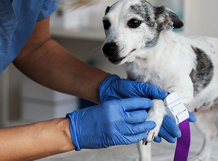 veterinarian-taking-analysis-a-dog