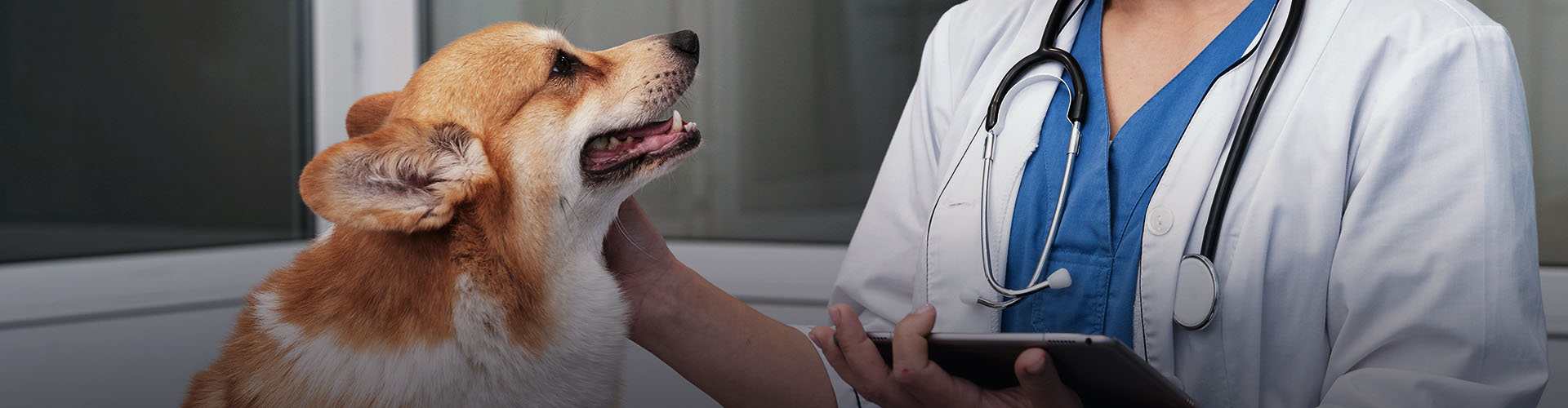 veterinarian taking care courgi dog