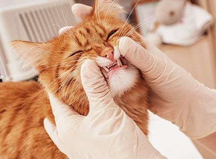 veterinary-checks-teeth-cat