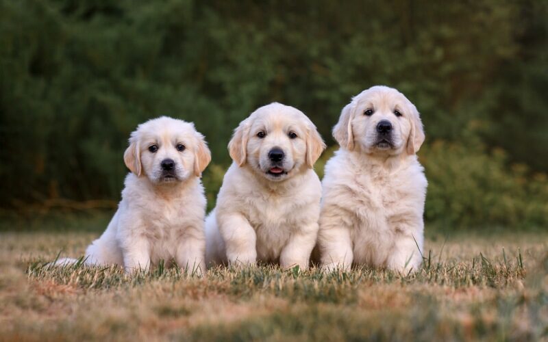 three-small-dogs-puppy-golden-retriever-labrador-i-2023-11-27-04-59-29-utc (1)