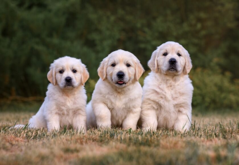 three-small-dogs-puppy-golden-retriever-labrador-i-2023-11-27-04-59-29-utc (1)